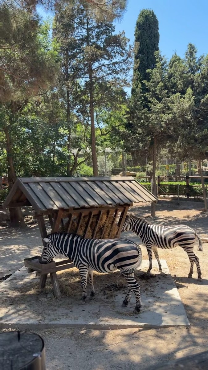 Bakü Hayvanat Bahçesi — fotoğraf 3