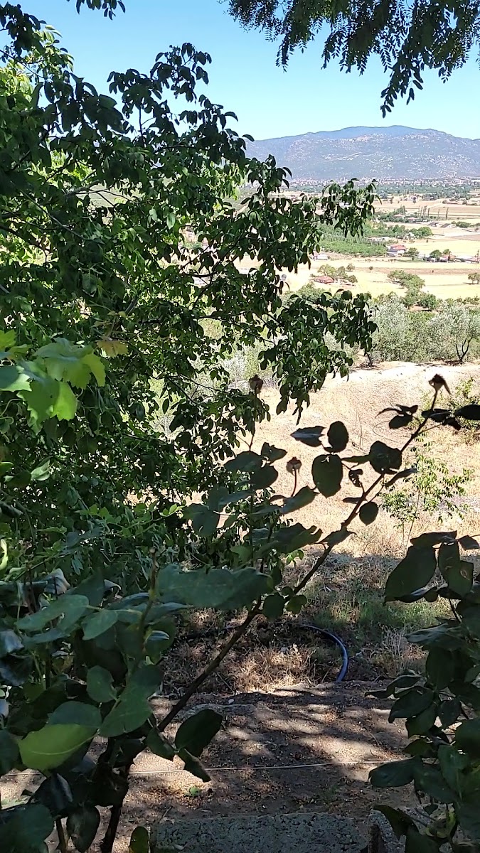Balıkçı Amca Restaurant — fotoğraf 3