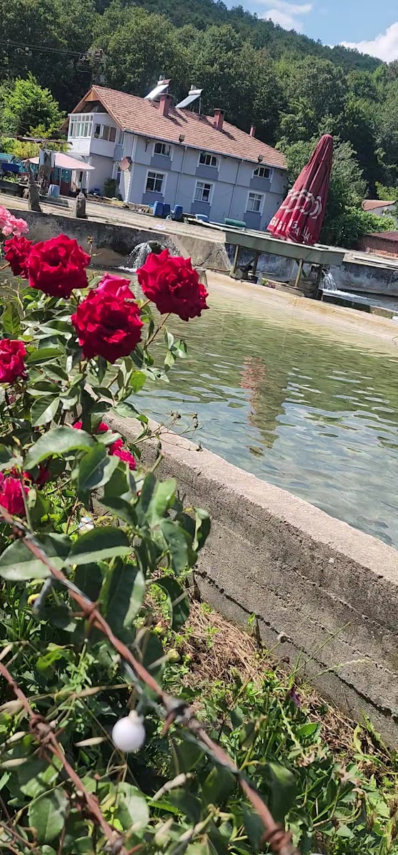 Balkaya Alabalık Çiftliği — fotoğraf 3