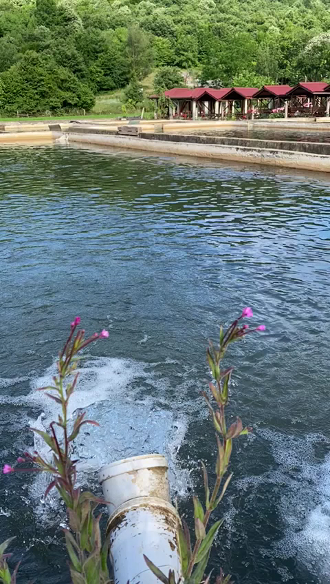 Balkaya Alabalık Çiftliği — fotoğraf 4