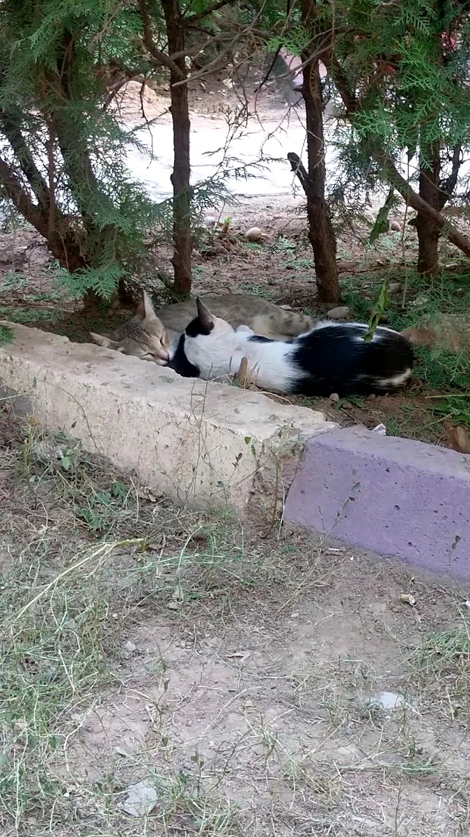 Barış Park — fotoğraf 2