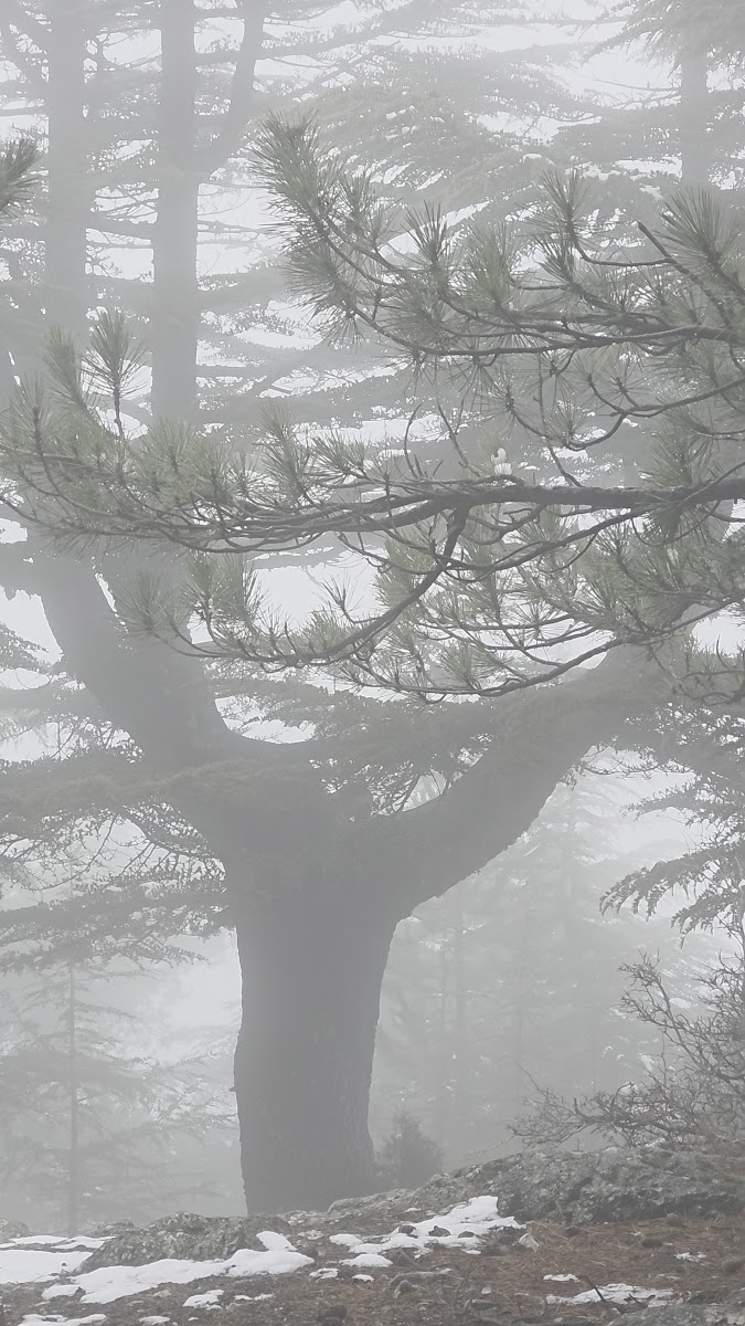 Barla - Çamdağı Mesire Yeri — fotoğraf 2