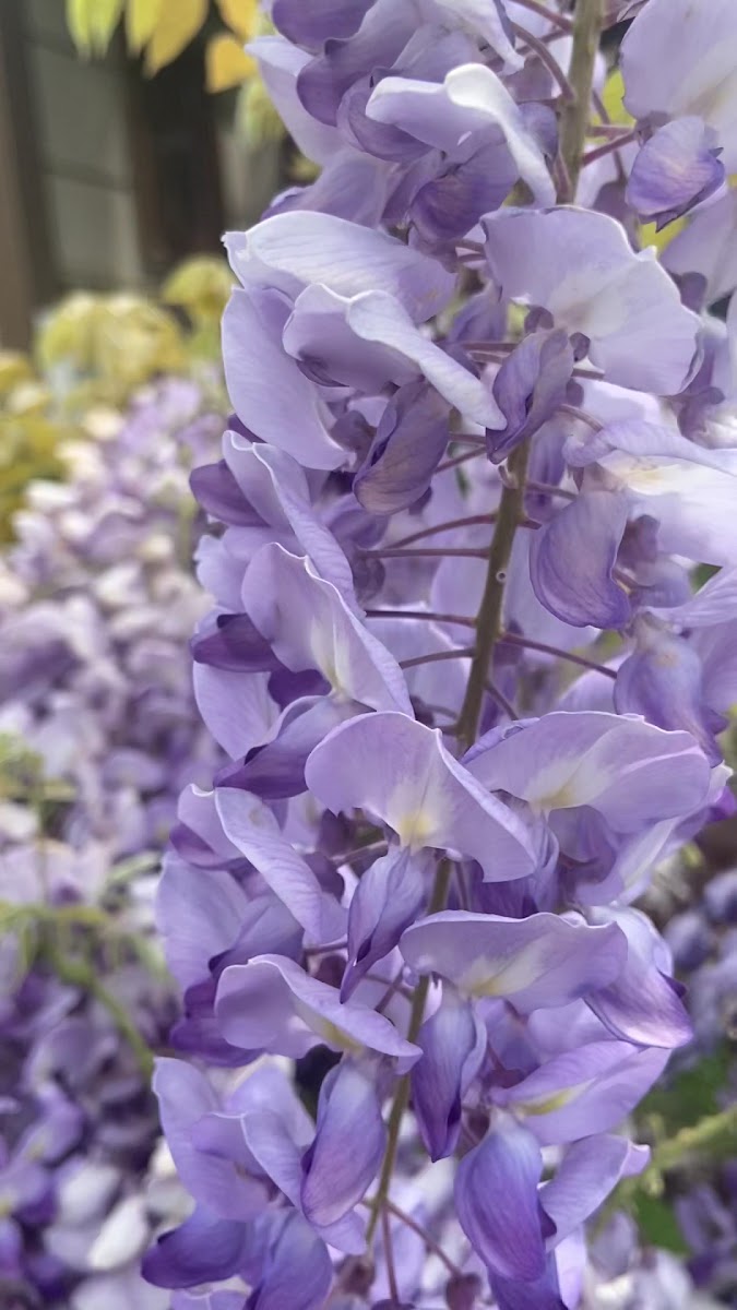 Baykallar Mutlukent Aile Çay Bahçesi — fotoğraf 3