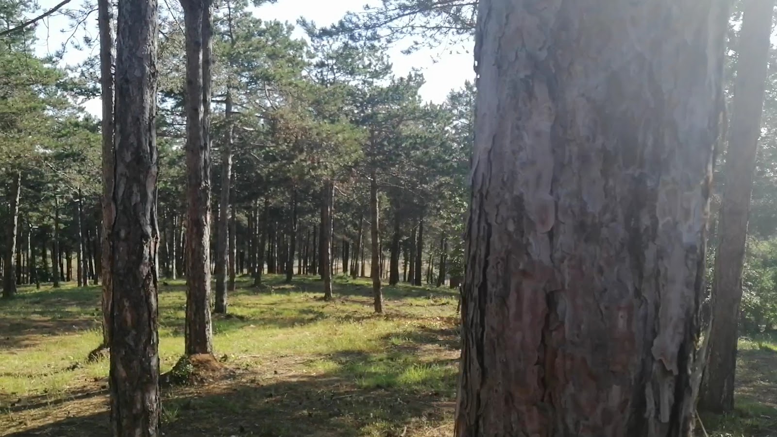 Beykoz Spor Ormanı — fotoğraf 3