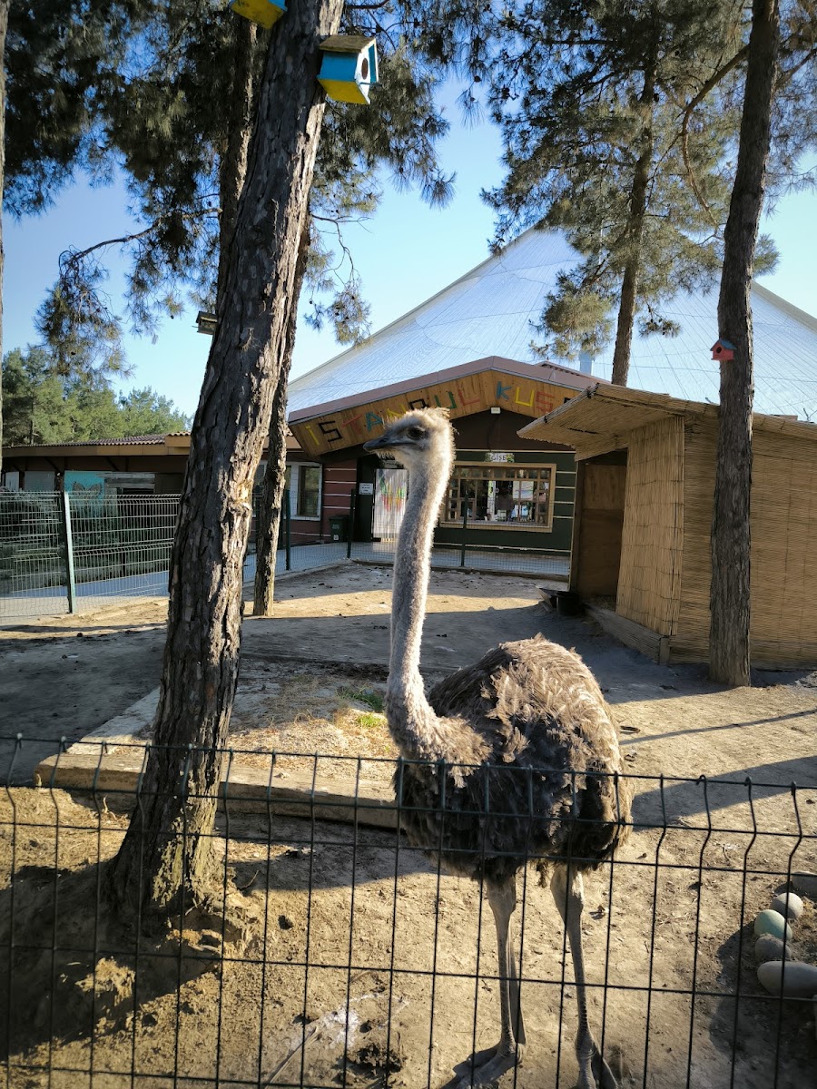 Beykoz Spor Ormanı — fotoğraf 5