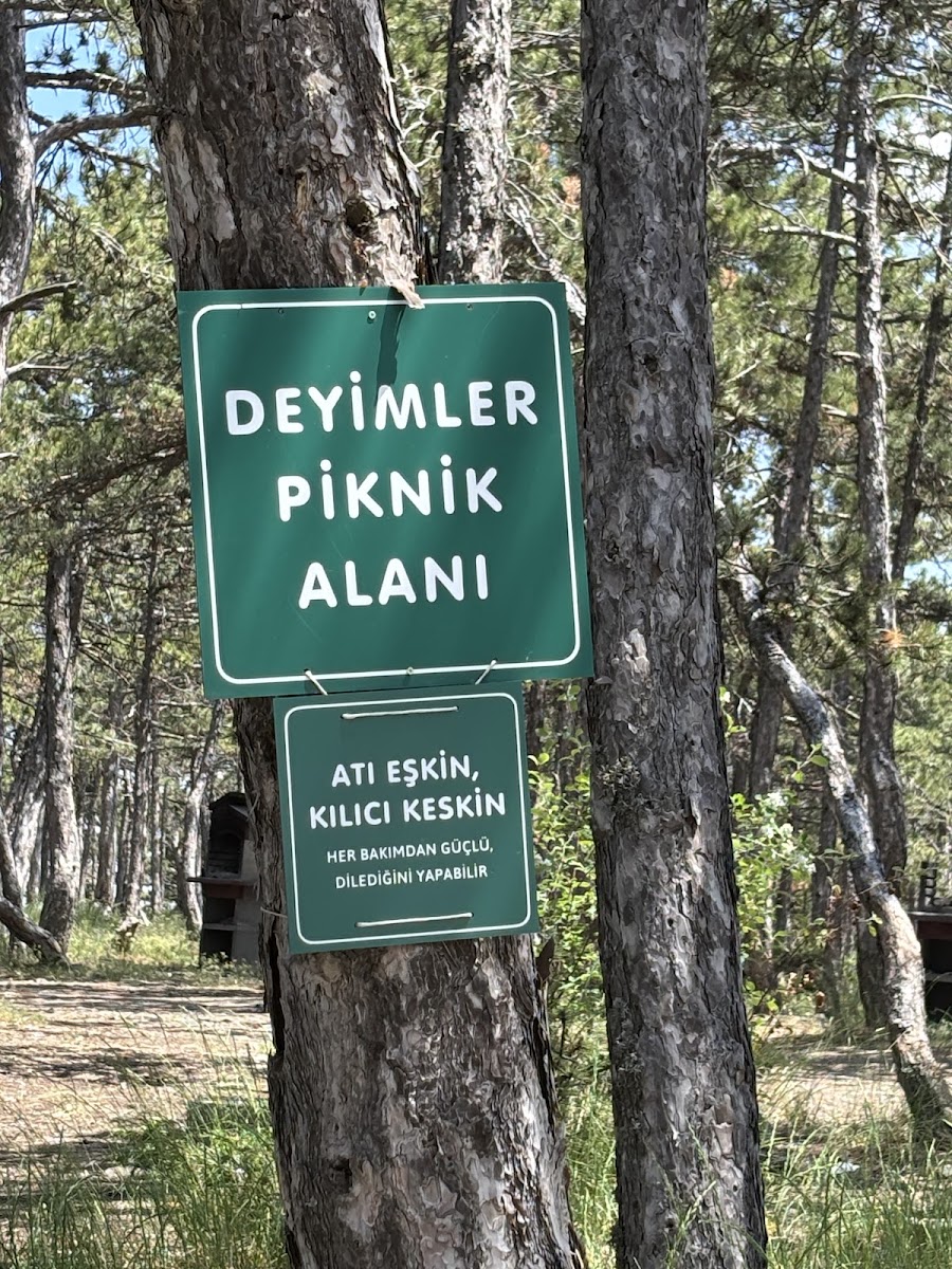 Beynam Ormanı — photo 2
