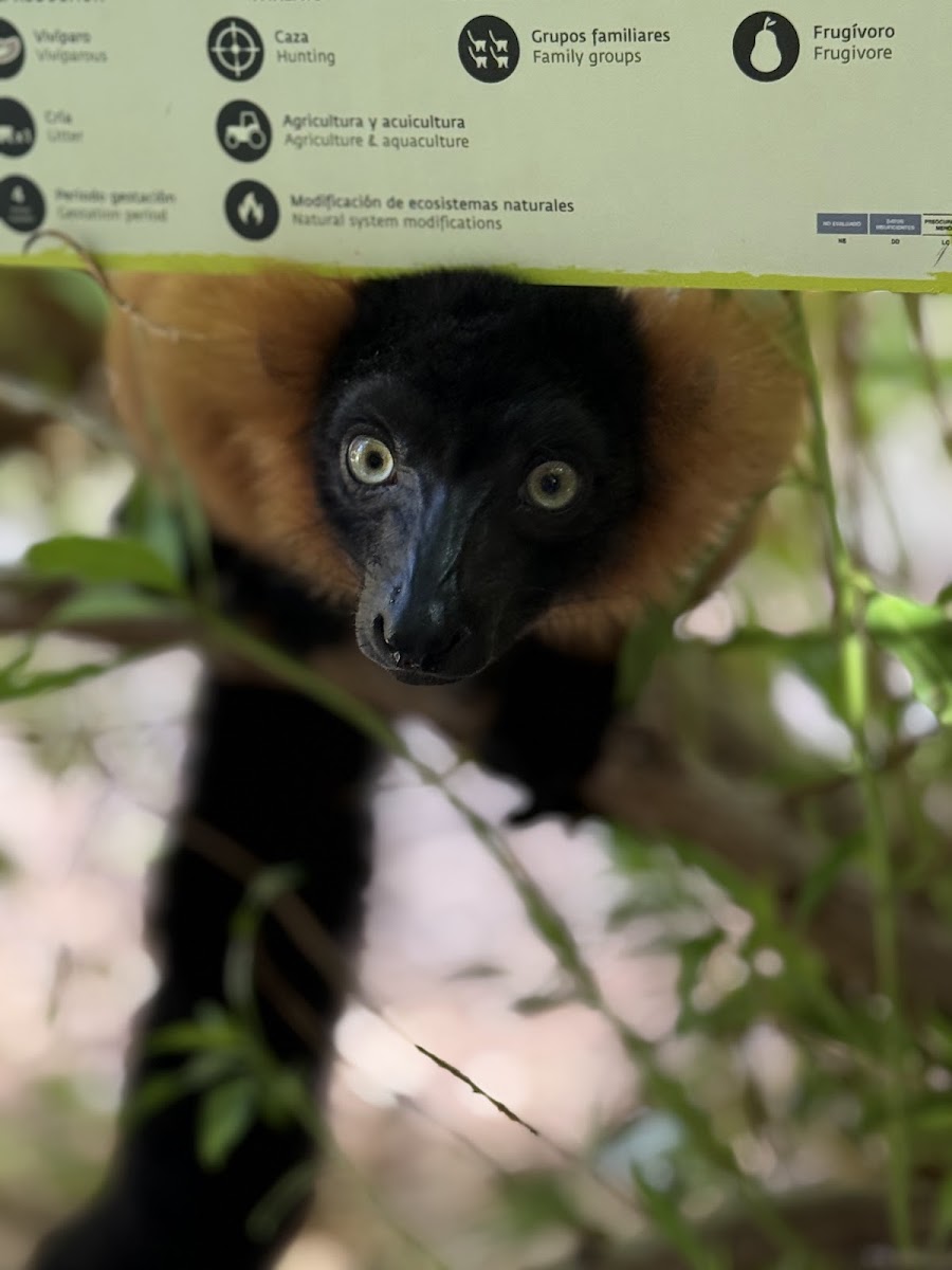 Bioparc Valencia — photo 3
