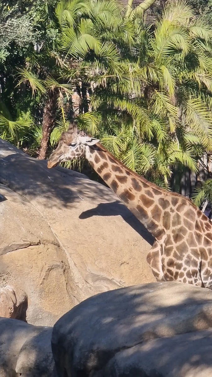 Bioparc Valencia — fotoğraf 3