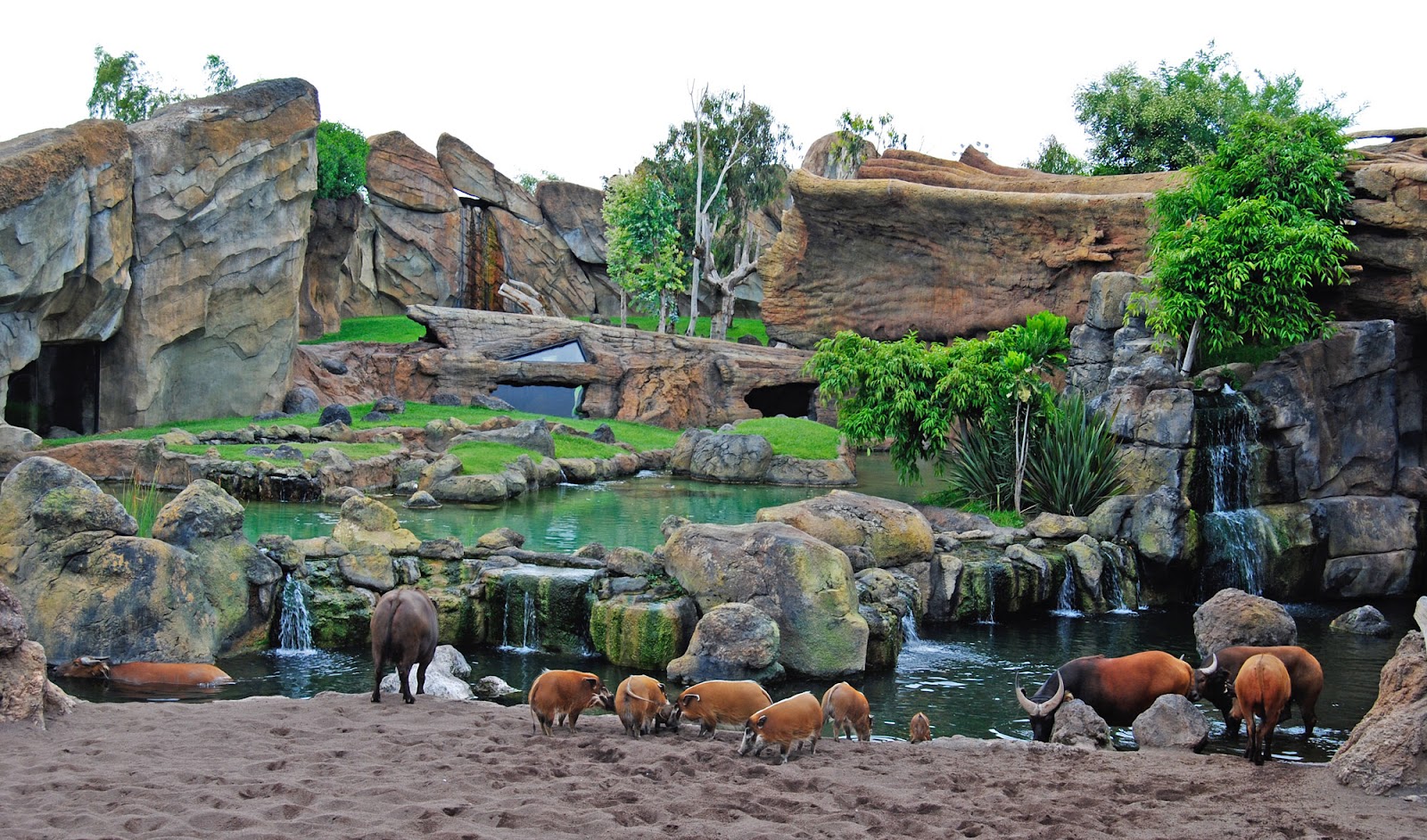 Bioparc Valencia — fotoğraf 4