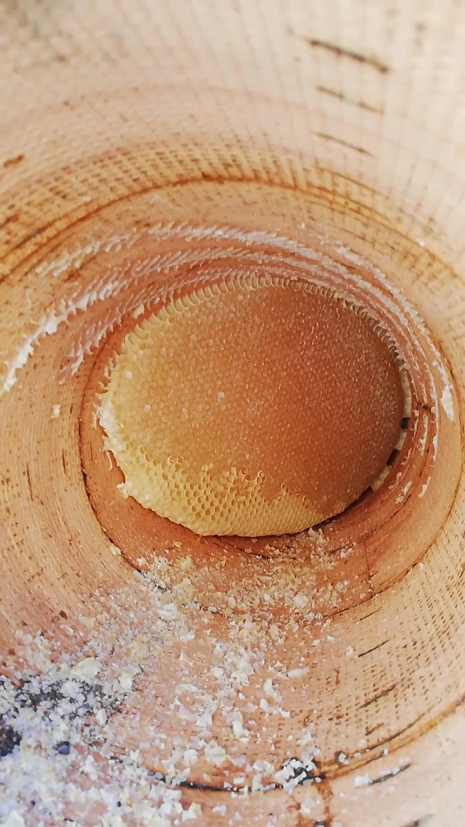 BİTLİS YAYLA BALI (ikizler arıcılık) — fotoğraf 3