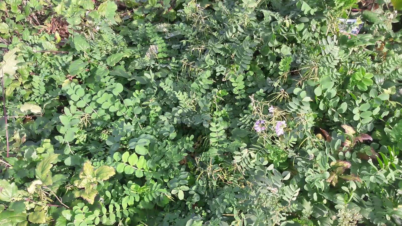 Bolu Dağı — fotoğraf 4