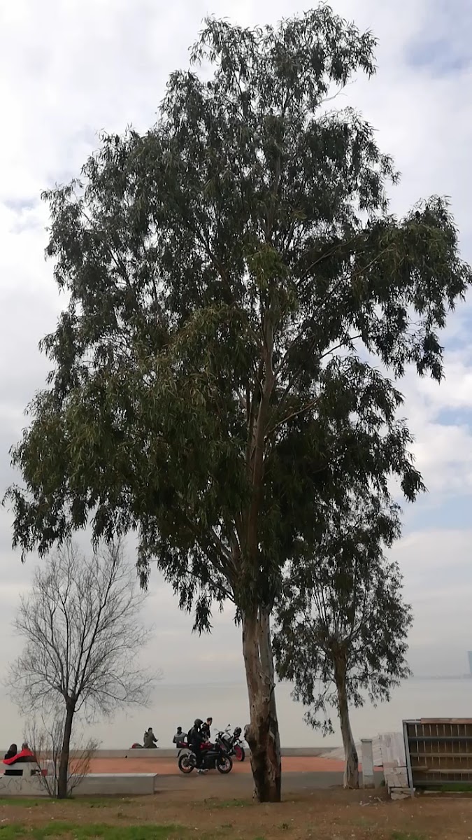 Bostanlı — fotoğraf 3