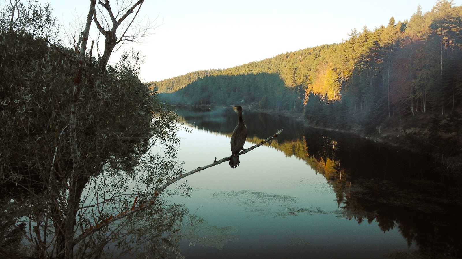 Bozcaarmut Göleti — fotoğraf 1
