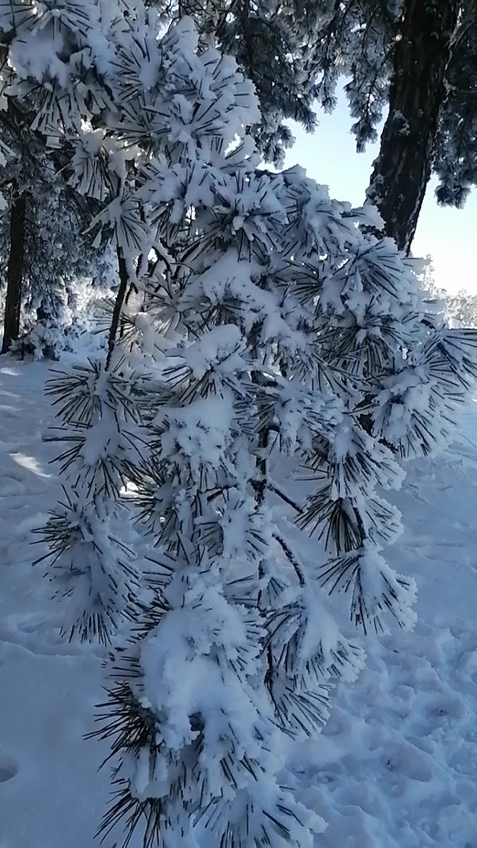 Bozdağ ormanı — fotoğraf 2