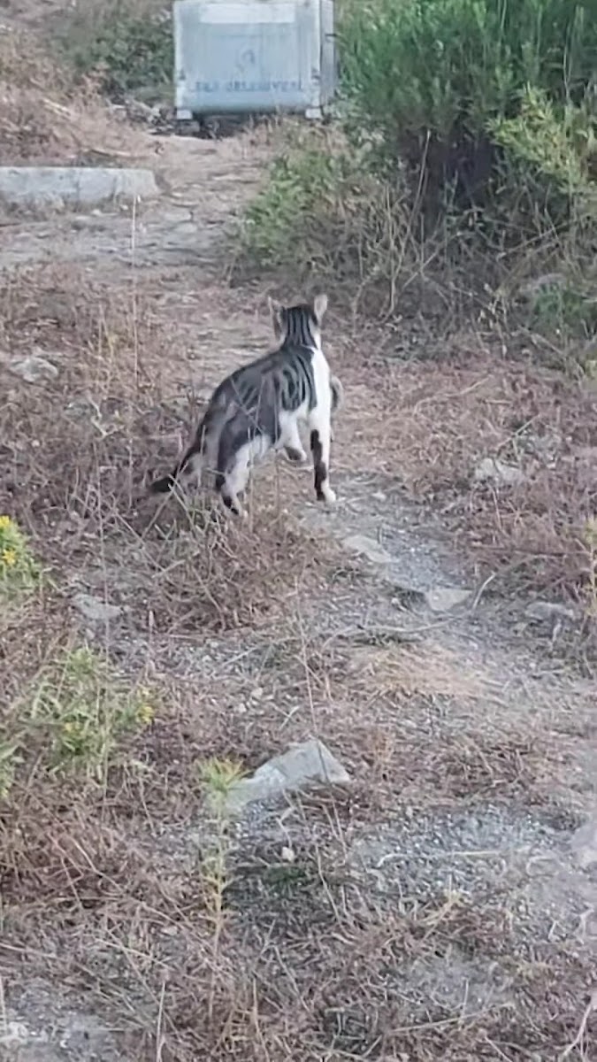 Bozgoca Plajı — photo 2
