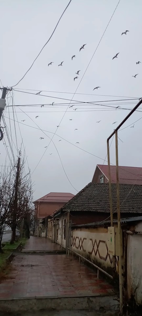 Bulvar Lənkəran — photo 3