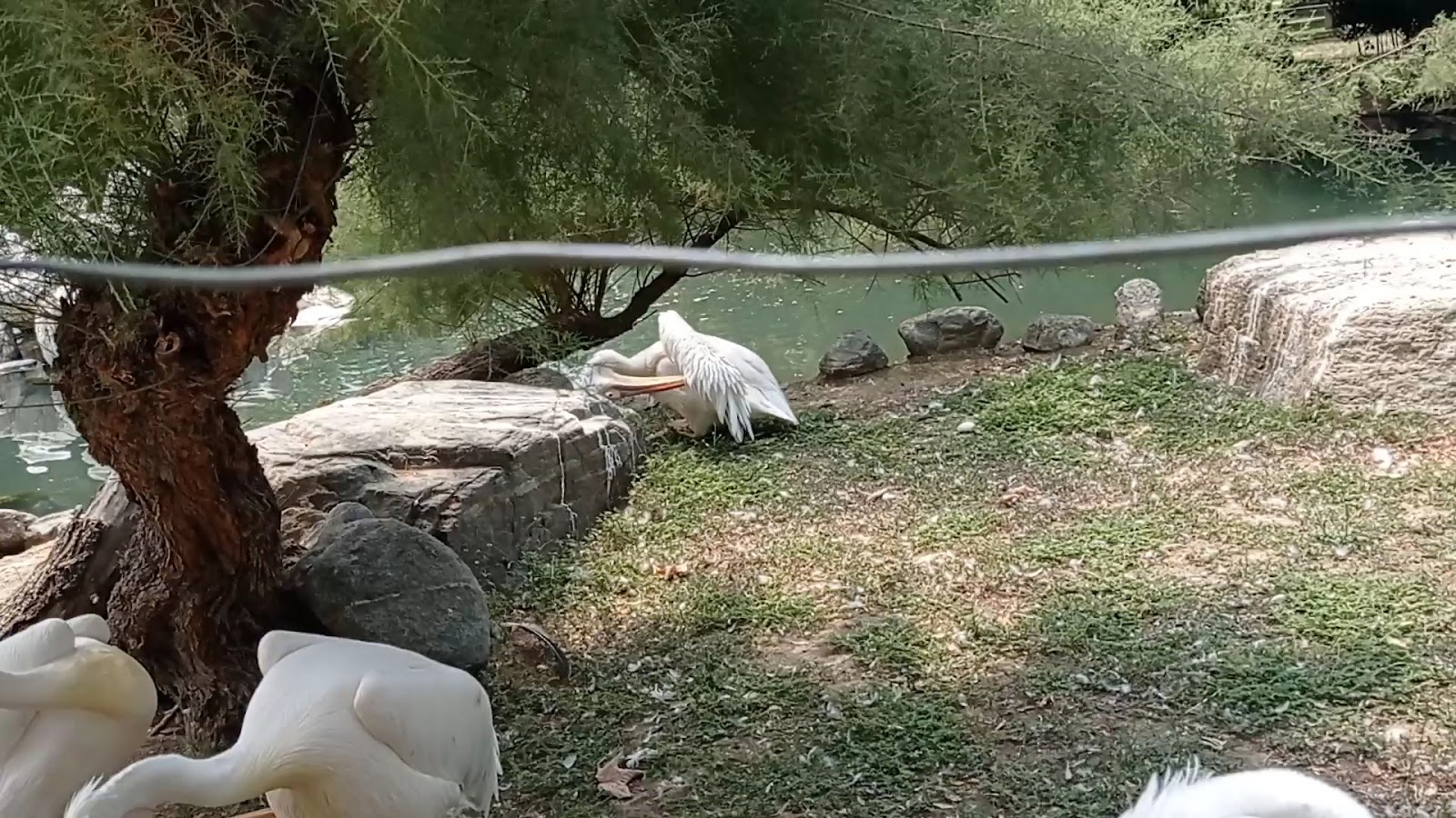 Bursa Hayvanat Bahçesi — fotoğraf 3