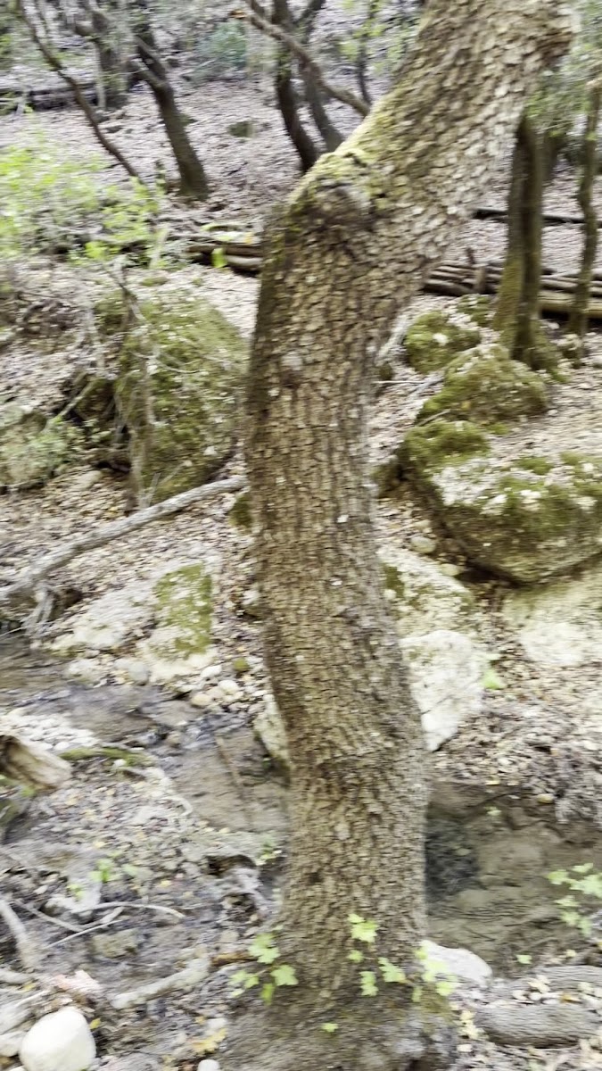 Butterflies Valley — fotoğraf 2
