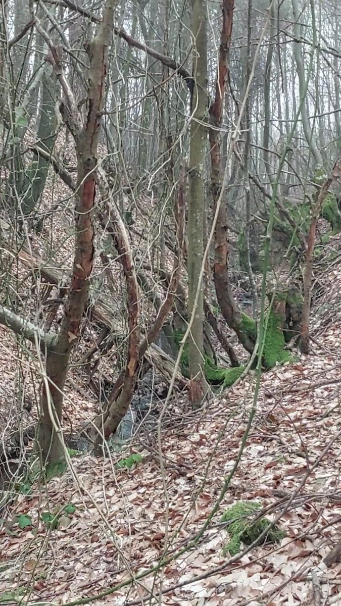 Büyük Dipsiz Göl — fotoğraf 2