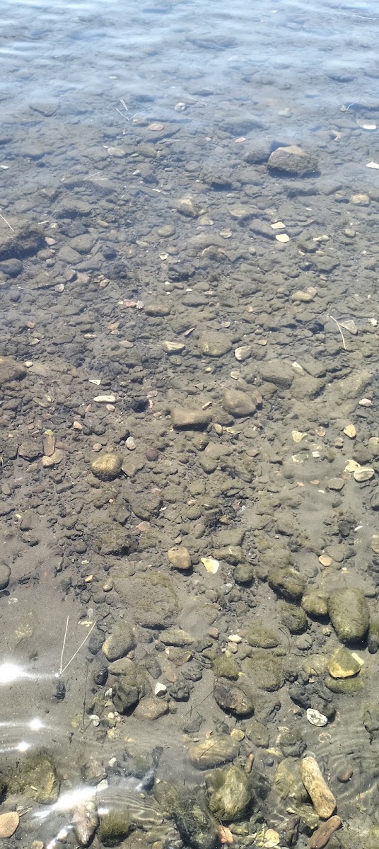 Çam Limanı Plajı — fotoğraf 2