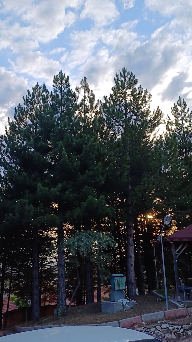 Çamlı Tepe Cafe Ve Piknik Alanı — photo 3