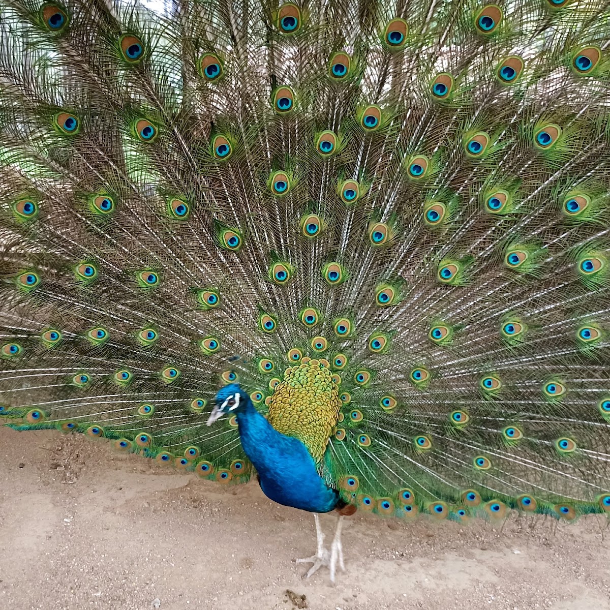 Çamlık Hayvanat Bahçesi — fotoğraf