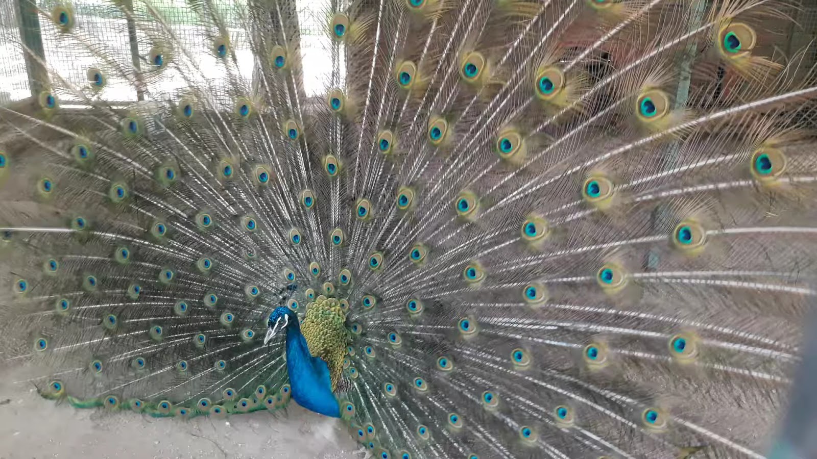 Çamlık Hayvanat Bahçesi — fotoğraf 3