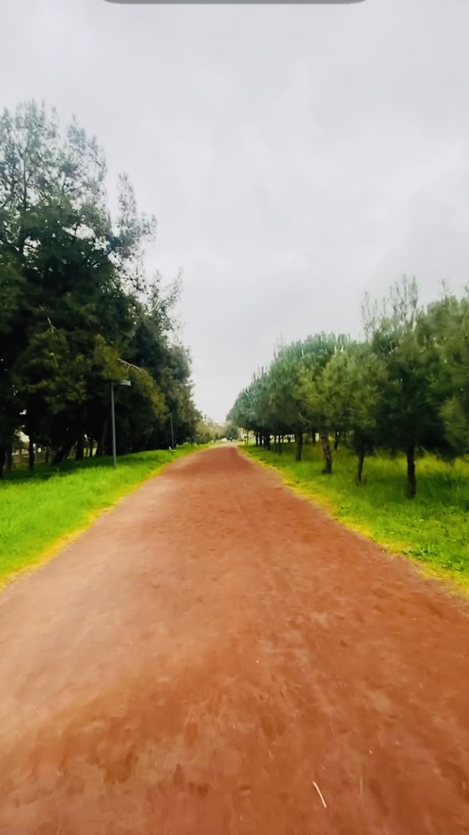 Çamlık Yürüyüş Alanı — fotoğraf 2