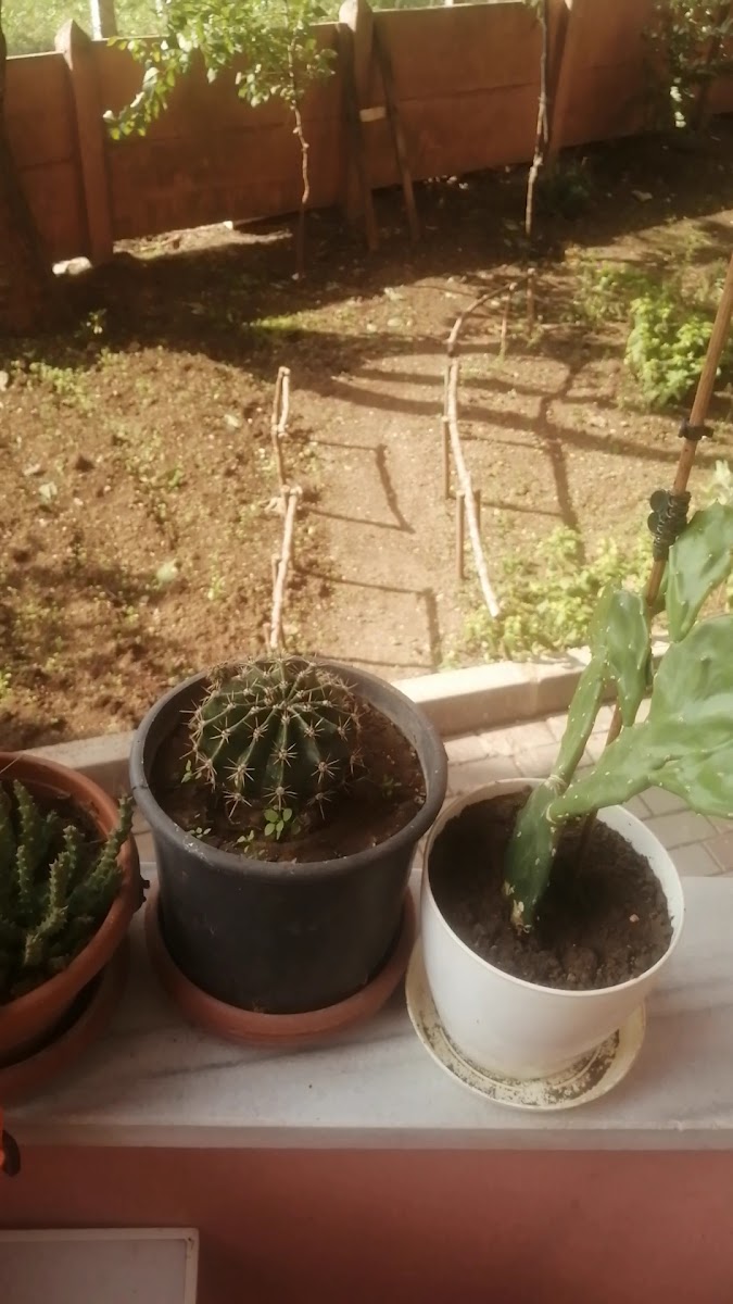 Çamlık Yürüyüş Alanı — fotoğraf 3