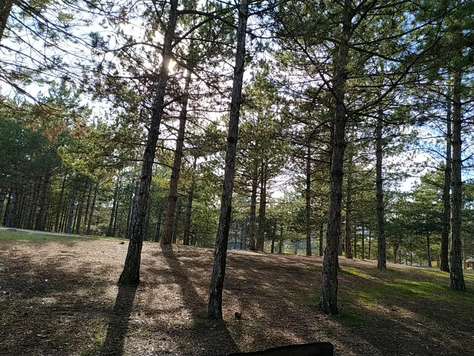 Çamtepe Mesire Alanı — fotoğraf 1