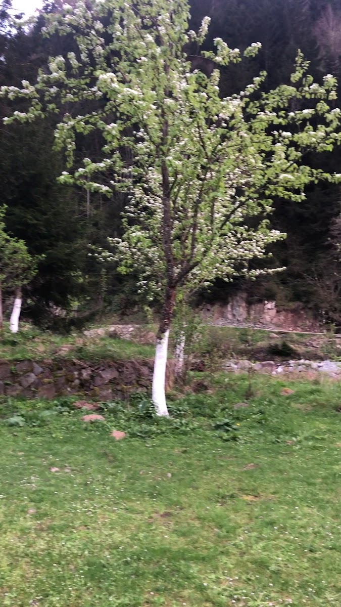 Cancik Dağ Evleri — fotoğraf 9