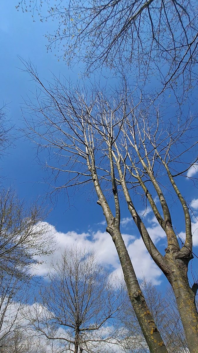 CANSU ALABALIK - Kahvaltı, Bungalov, Doğa Parkı — fotoğraf 2