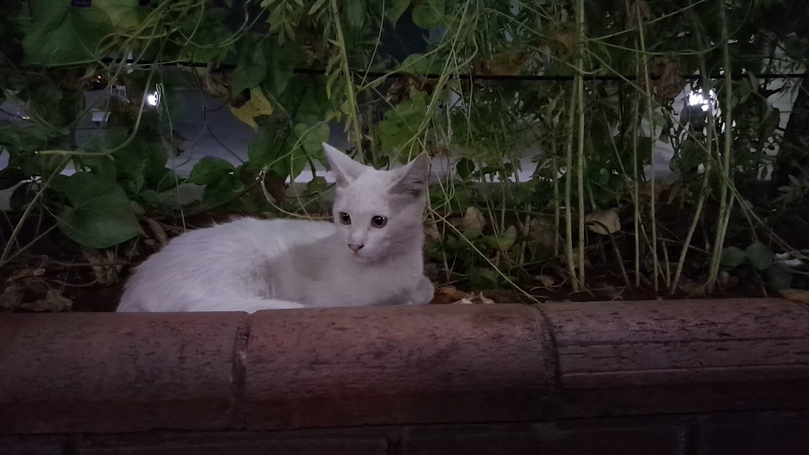 Çardak Kebap Salonu — fotoğraf 3