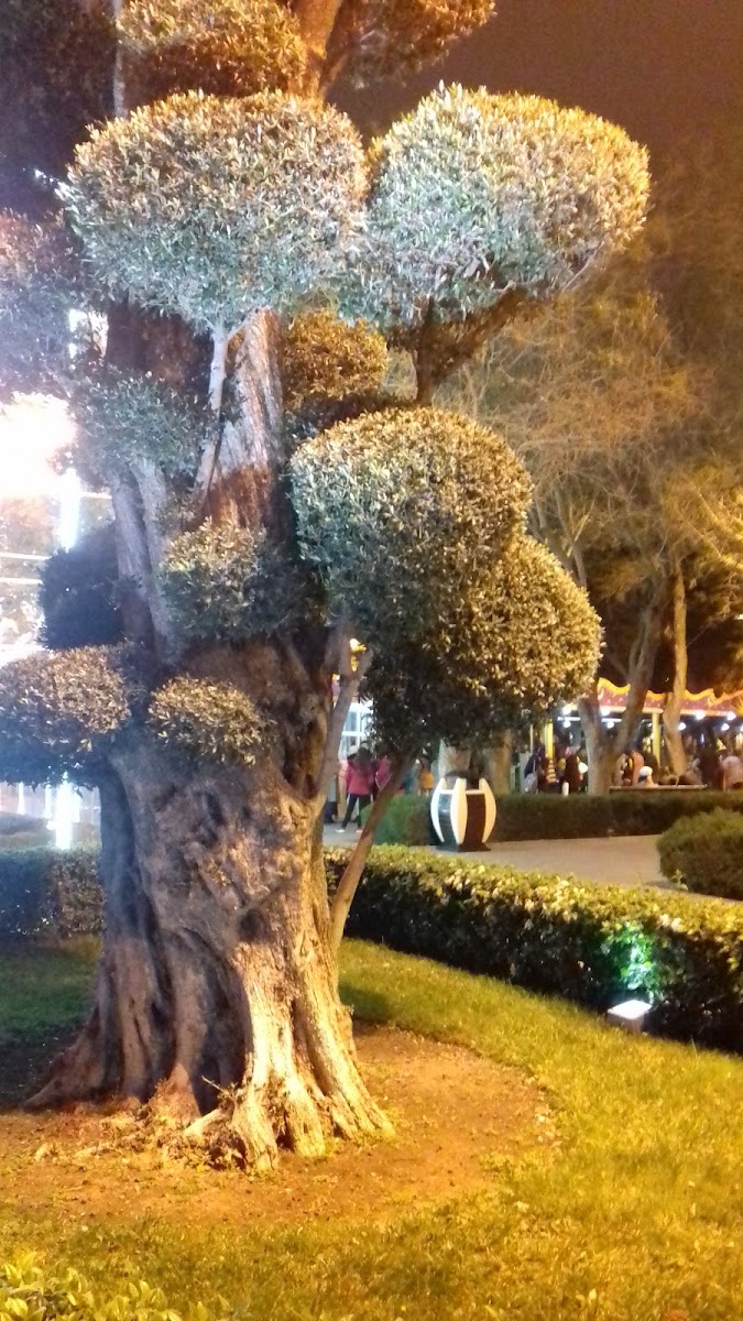 Çayxana — photo 6