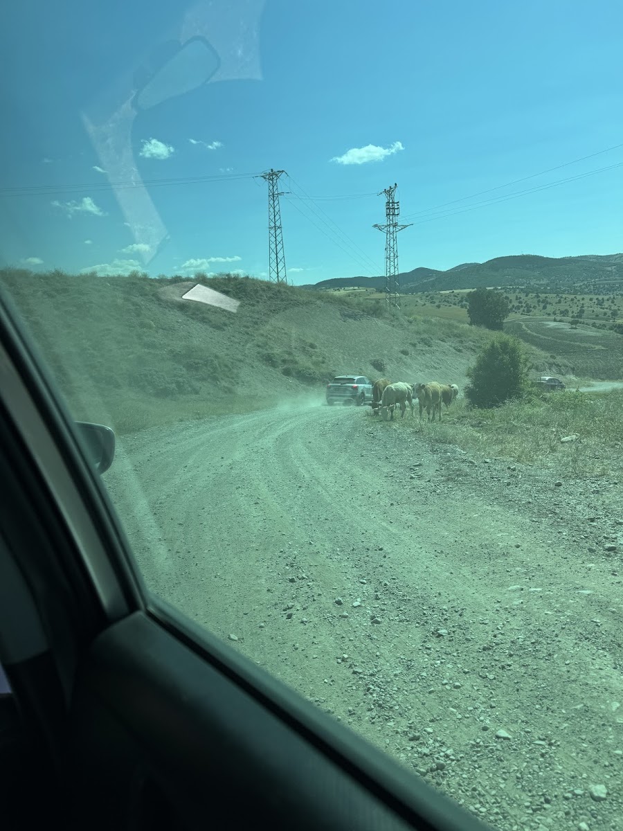 Çekerek Lavanta Adası — fotoğraf 2