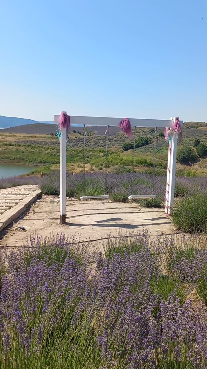 Çekerek Lavanta Adası — fotoğraf 3