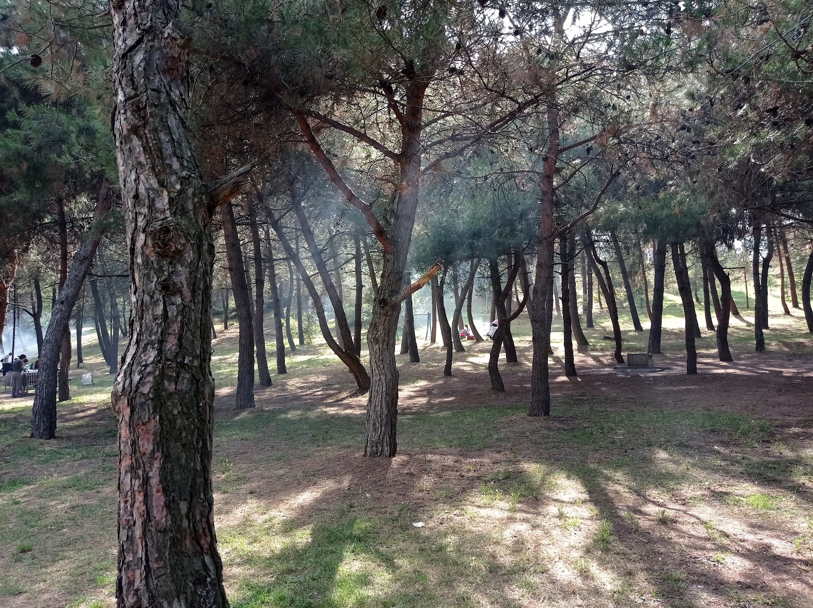Çenedere Mesire Alanı — fotoğraf 1