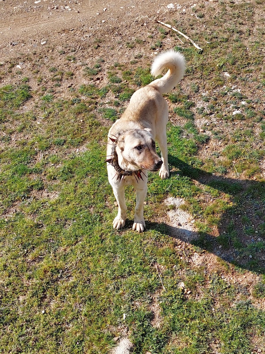 Çeşmelisebil — photo