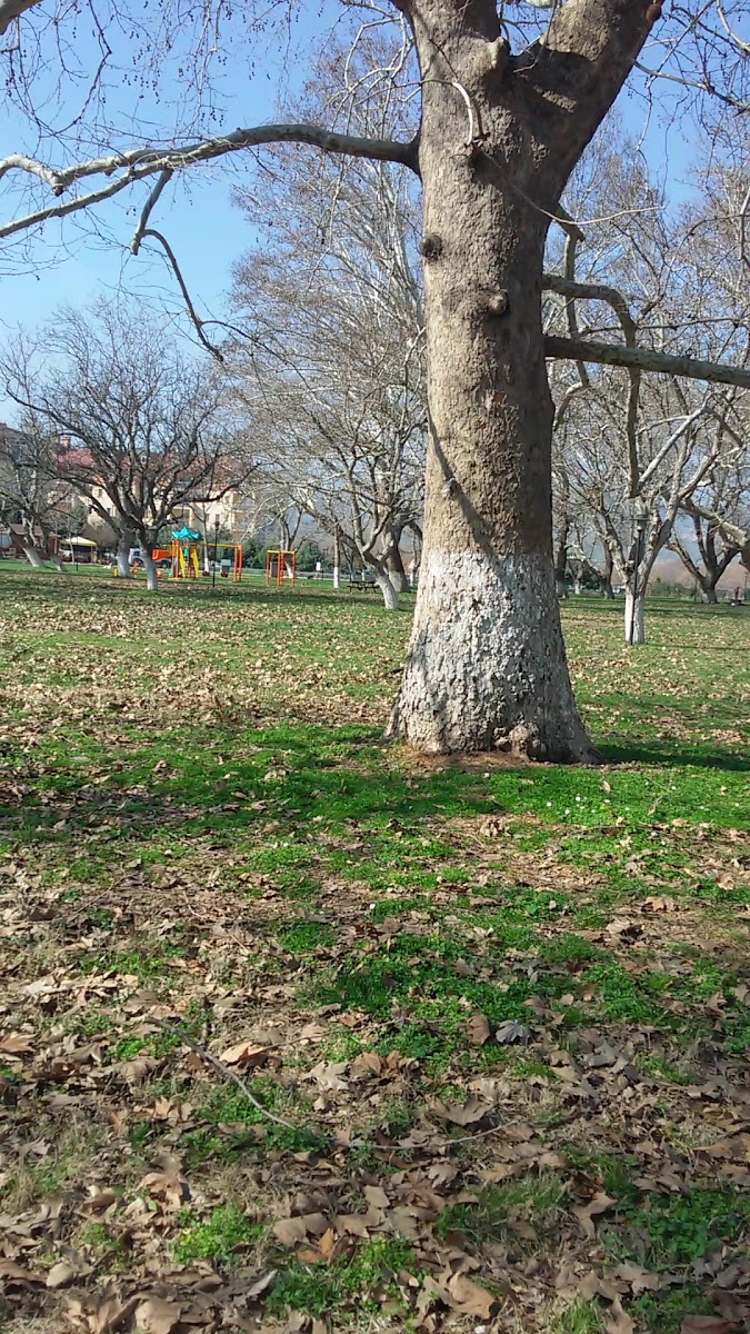 Cevizli Piknik Alanı — fotoğraf 3