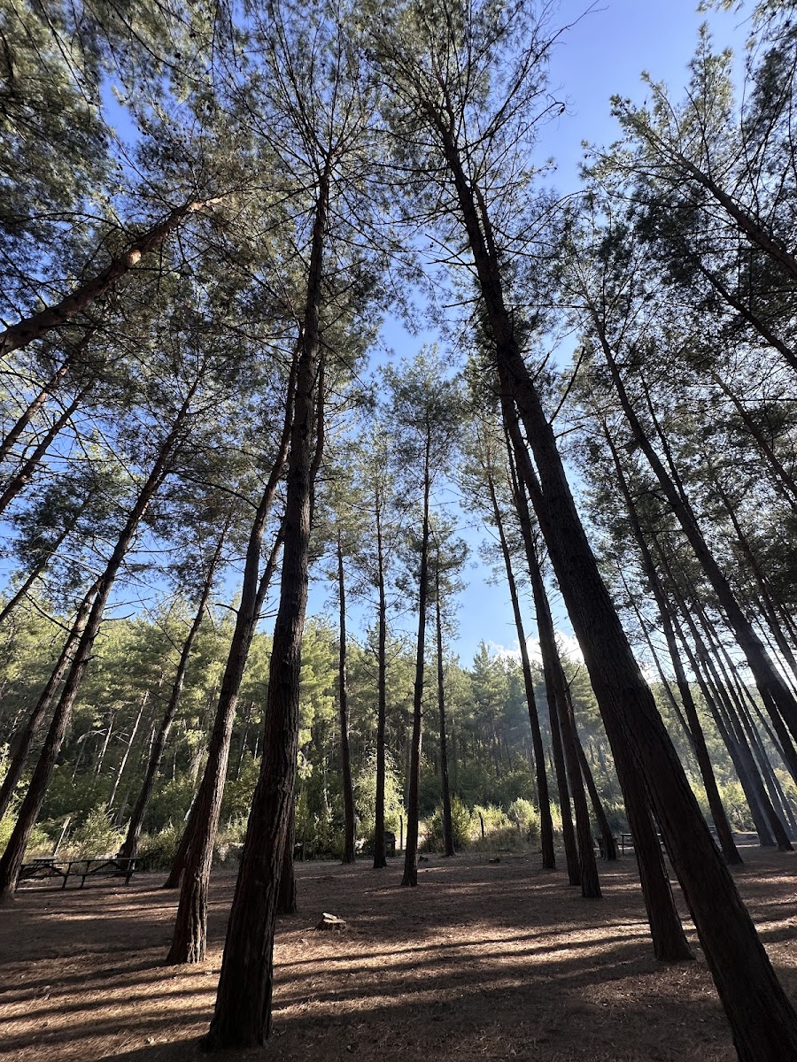 Çiftmazı Tabiat Parkı — fotoğraf