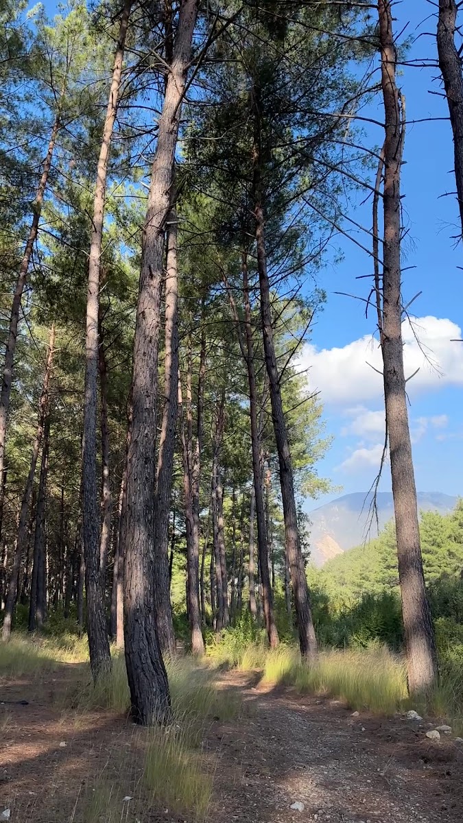 Çiftmazı Tabiat Parkı — fotoğraf 3