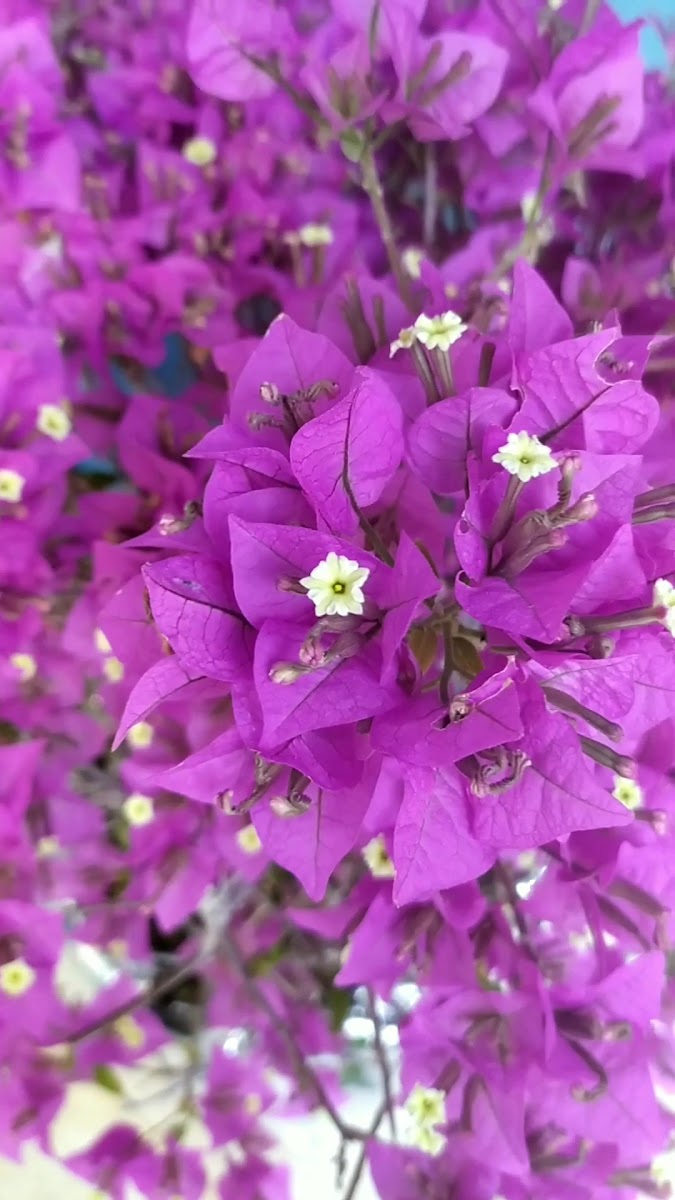 Çınar Kahvaltı Salonu Cafe — fotoğraf 7