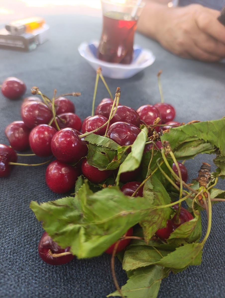 Çınaraltı Kafe — fotoğraf 2