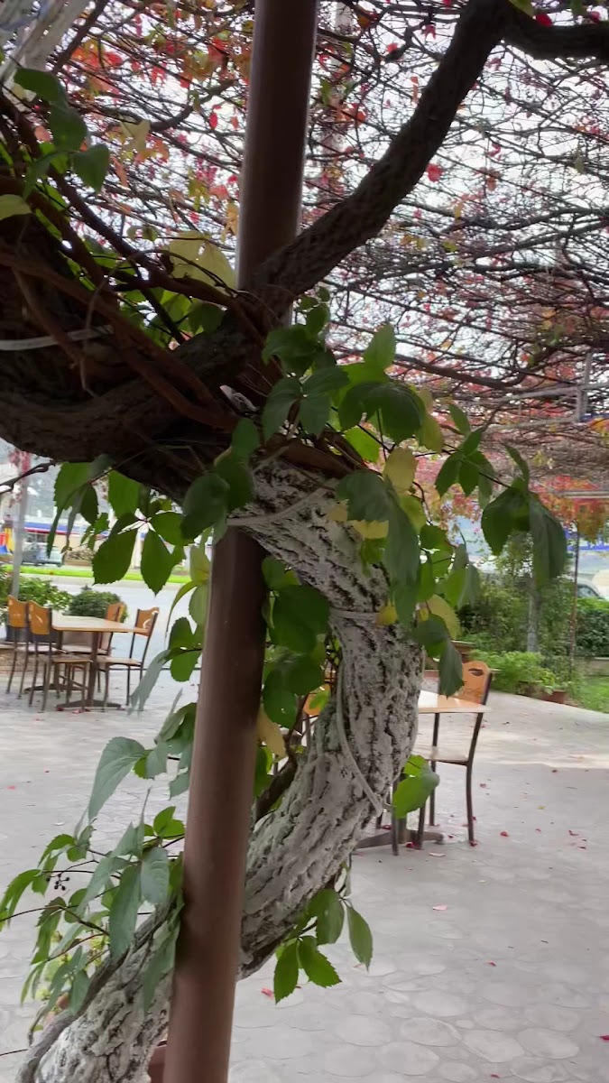 Çinelim Mola Park — photo 5