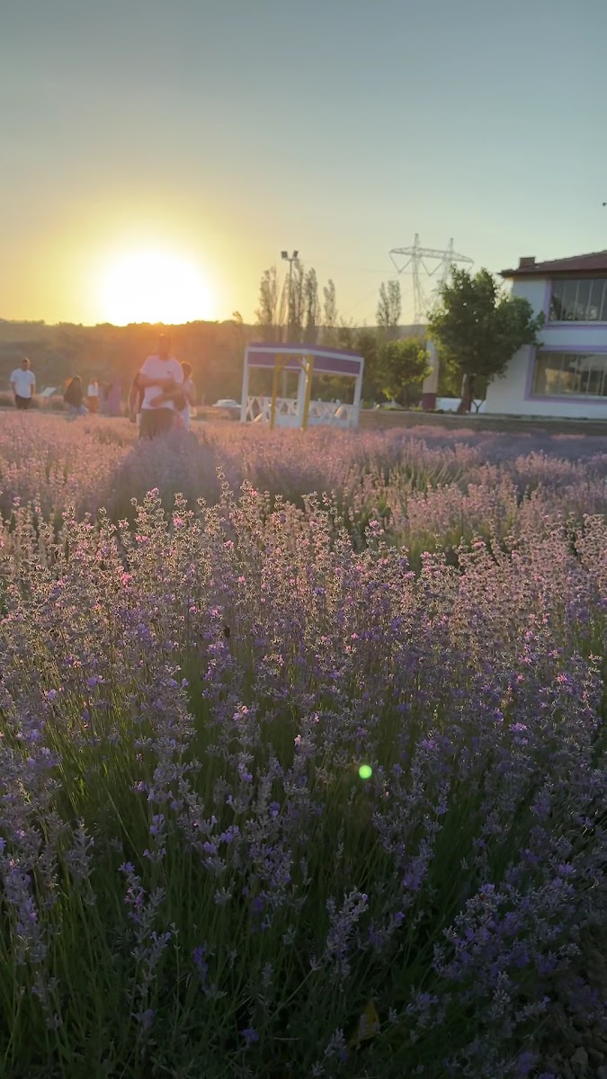 Çorum Lavanta Bahçesi — fotoğraf 3