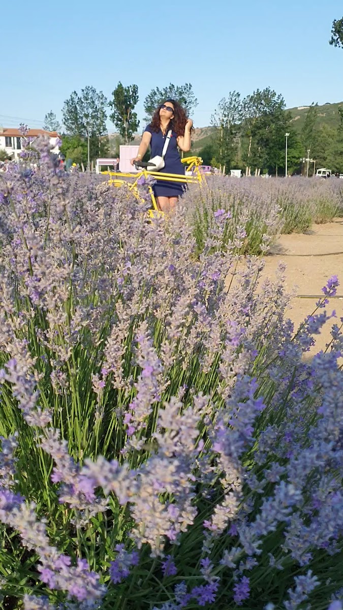 Çorum Lavanta Bahçesi — fotoğraf 4