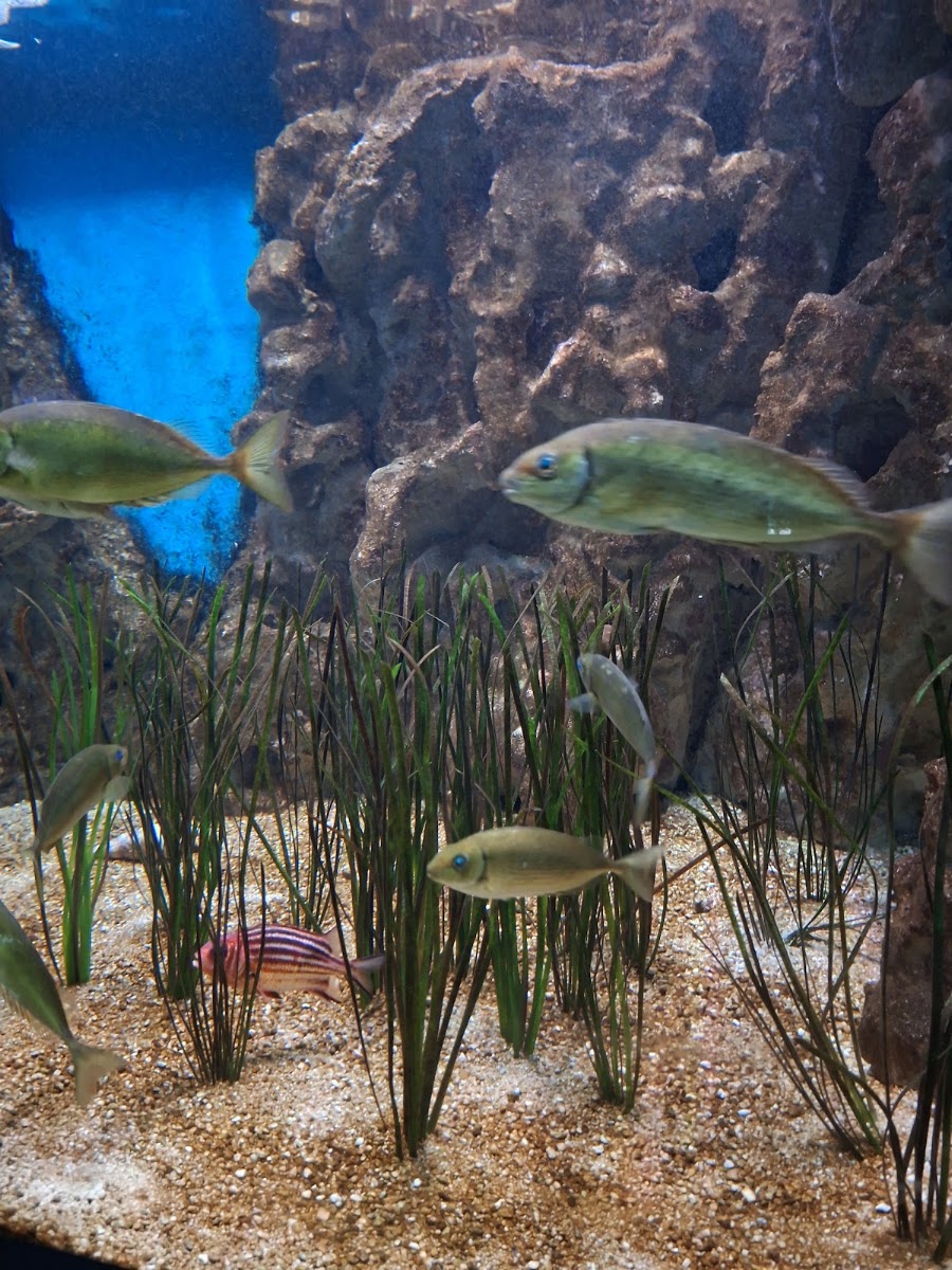 CRETAquarium Thalassokosmos — photo 3
