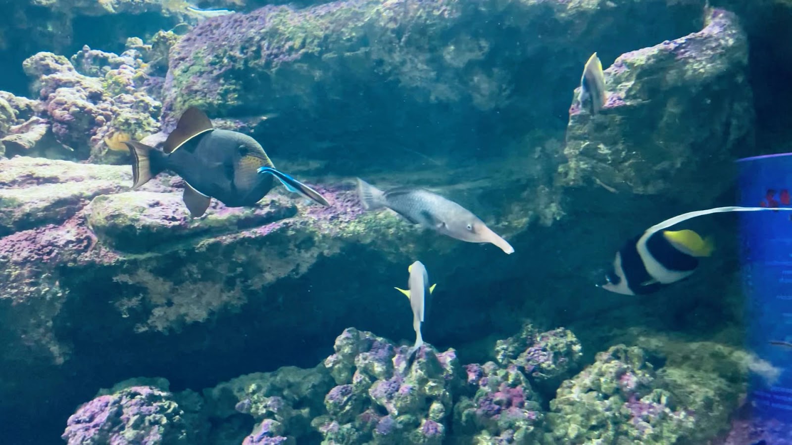CRETAquarium Thalassokosmos — fotoğraf 3