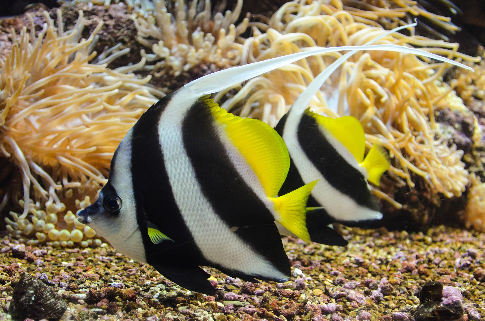 CRETAquarium Thalassokosmos — fotoğraf 4