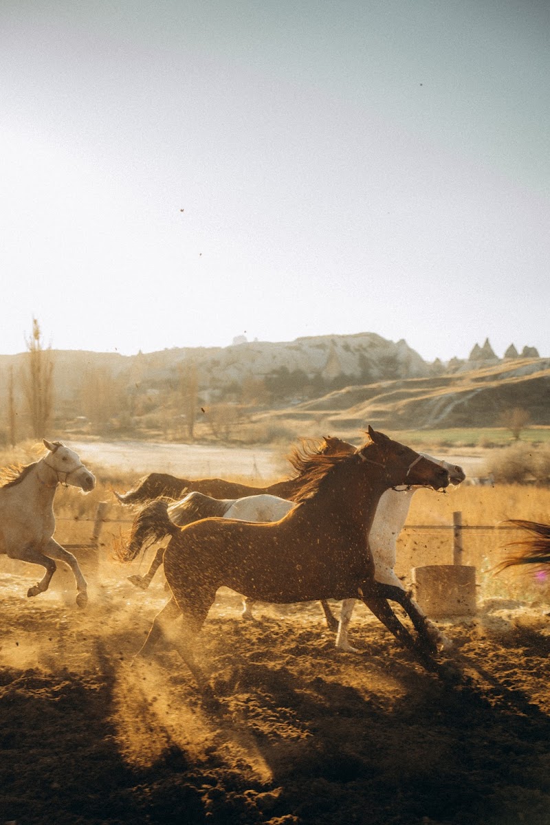 Dalton Kardeşler At Çiftliği — fotoğraf